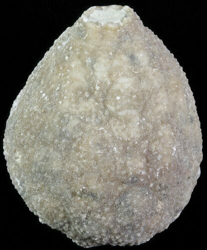 Cystoid (Holocystites) Fossil - Indiana #61950